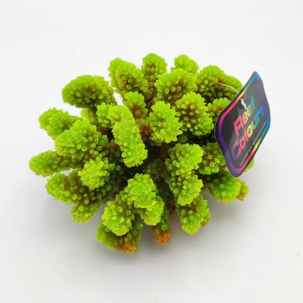 Kunstig koral Pocillopora verrucosa M (Green)